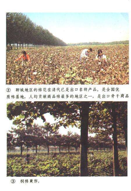 《《聊城地区外贸志》》.pdf_山东省志预览图2