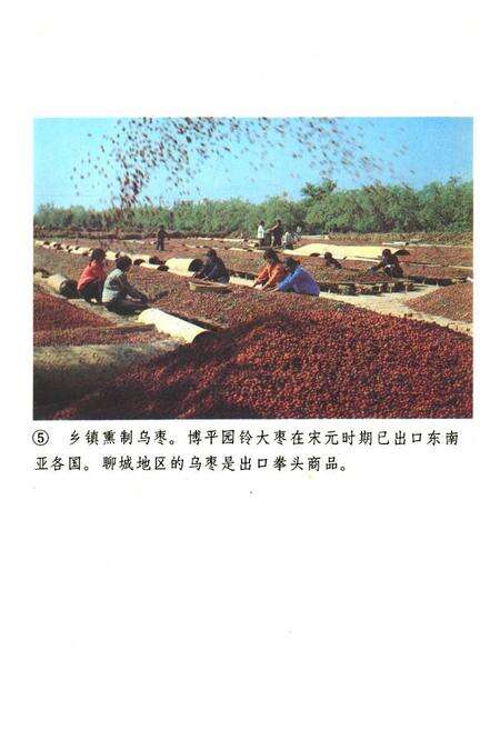 《《聊城地区外贸志》》.pdf_山东省志预览图4