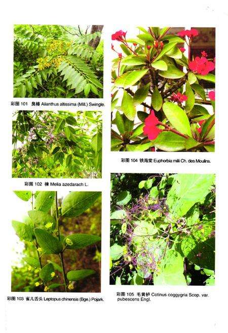 《泰山植物志(下卷)》.pdf_山东省志预览图3