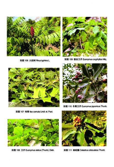 《泰山植物志(下卷)》.pdf_山东省志预览图4