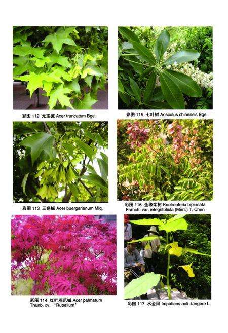 《泰山植物志(下卷)》.pdf_山东省志预览图5