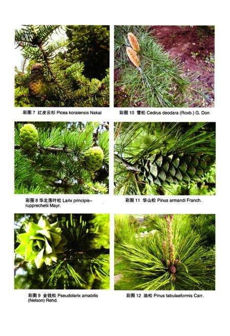 《泰山植物志(上卷)》.pdf_山东省志预览图4