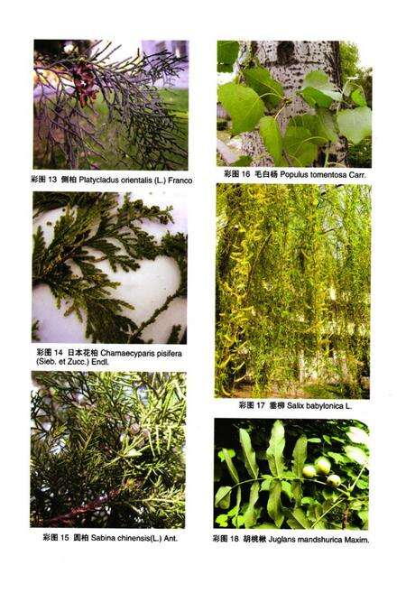 《泰山植物志(上卷)》.pdf_山东省志预览图5