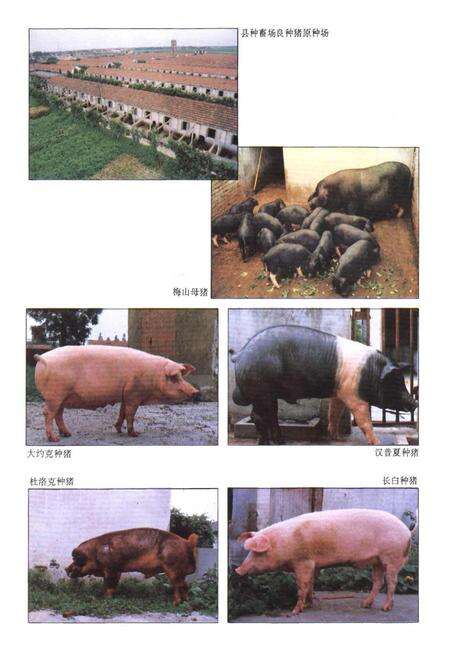 《嘉定县畜牧水产局志》.pdf电子版_上海市志预览图5