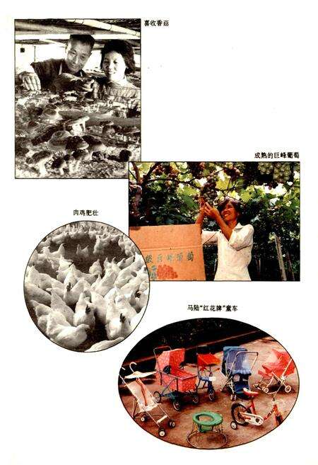 《马陆志》.pdf电子版_上海市志预览图5