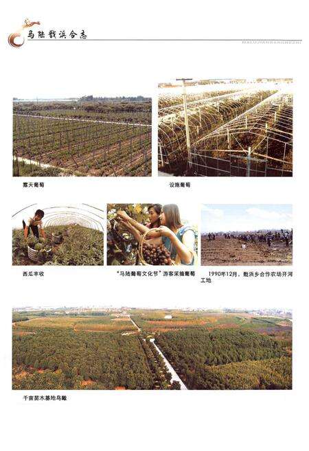 《马陆戬浜合法(1990-2007)》.pdf电子版_上海市志预览图5