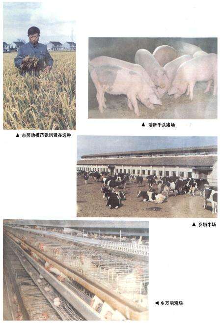 《松隐志》.pdf电子版_上海市志预览图5