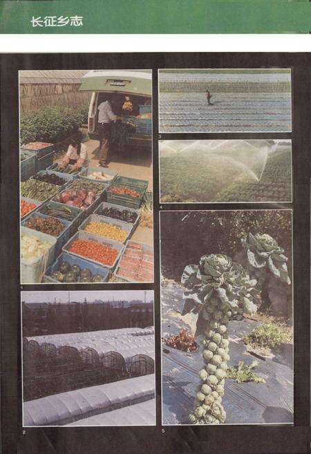 《长征乡志》.pdf电子版_上海市志预览图5