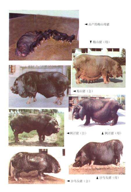 《上海畜牧志》.pdf电子版_上海市志预览图3