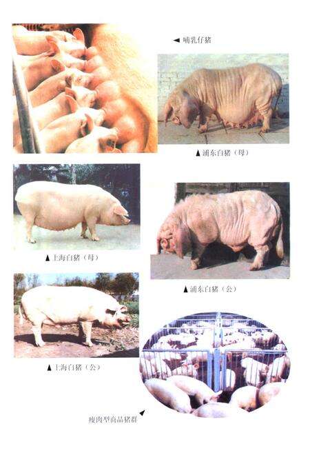 《上海畜牧志》.pdf电子版_上海市志预览图4