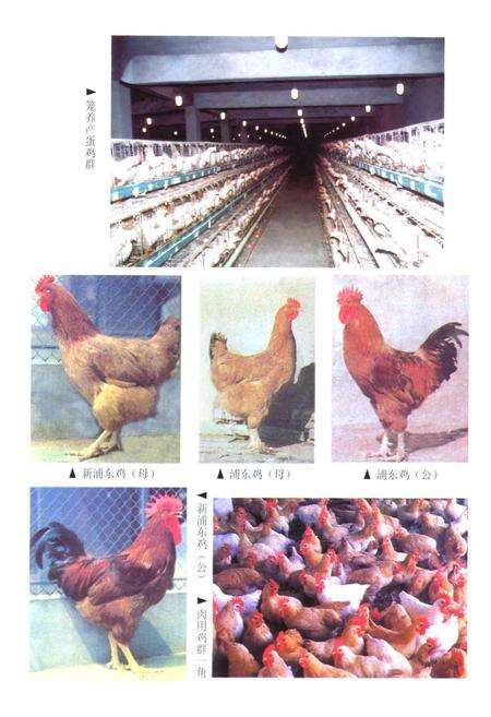 《上海畜牧志》.pdf电子版_上海市志预览图5