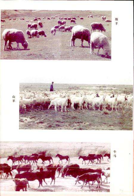 《温宿县青年农场志》.pdf_新疆维吾尔自治区志预览图5