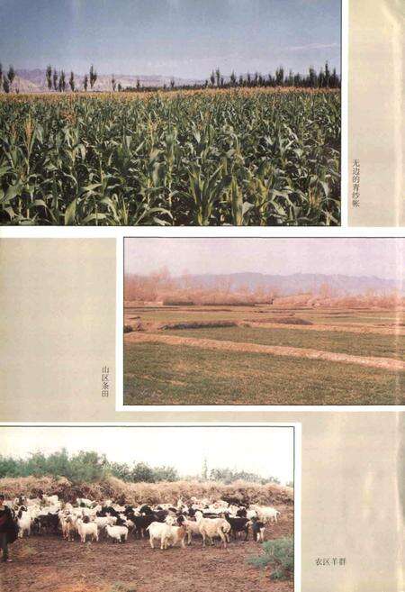 《柯坪县志》.pdf_新疆维吾尔自治区志预览图3