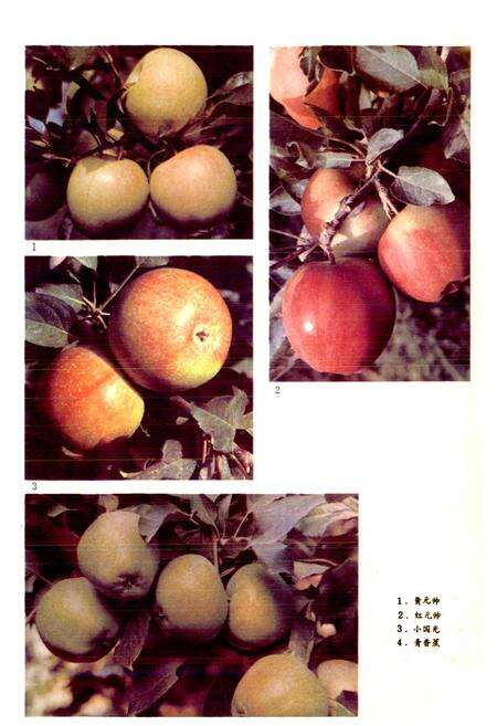 《新疆兵团果树品种志》.pdf_新疆维吾尔自治区志预览图3