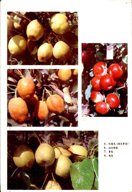 《新疆兵团果树品种志》.pdf_新疆维吾尔自治区志预览图4