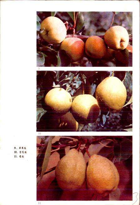《新疆兵团果树品种志》.pdf_新疆维吾尔自治区志预览图5