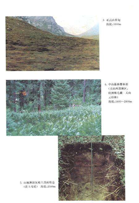 《新疆山地森林土壤》.pdf_新疆维吾尔自治区志预览图5