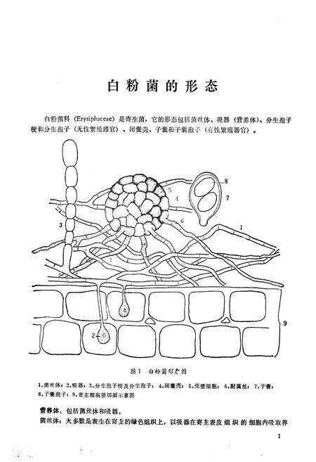 《《新疆白粉菌志》》.pdf_新疆维吾尔自治区志预览图4