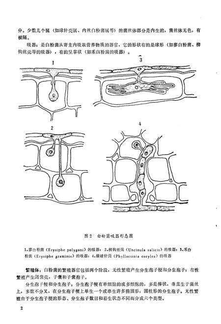 《《新疆白粉菌志》》.pdf_新疆维吾尔自治区志预览图5