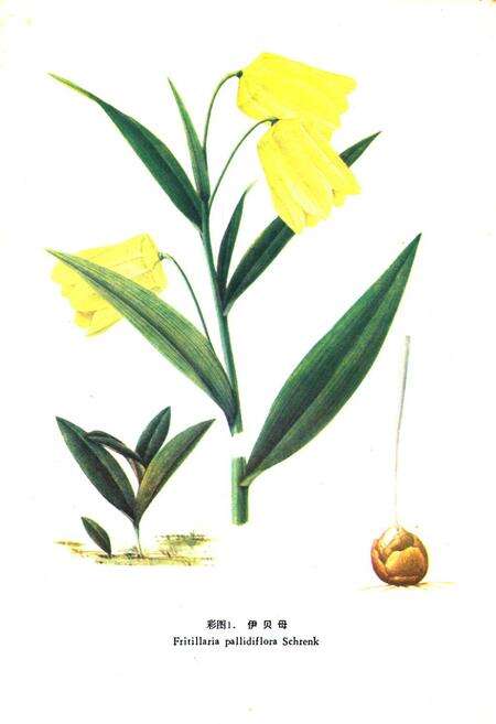 《《新疆药用植物志》第一册》.pdf_新疆维吾尔自治区志预览图2