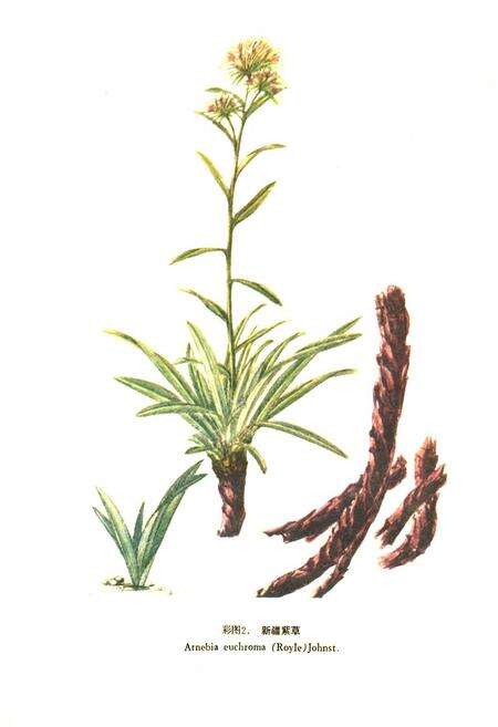 《《新疆药用植物志》第一册》.pdf_新疆维吾尔自治区志预览图3