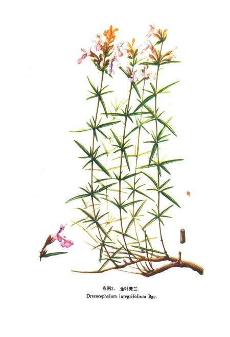 《《新疆药用植物志》第一册》.pdf_新疆维吾尔自治区志预览图4