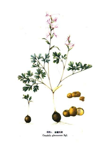 《《新疆药用植物志》第一册》.pdf_新疆维吾尔自治区志预览图5