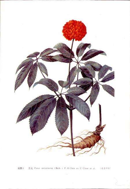 《云南中药志》.pdf_云南省志预览图3