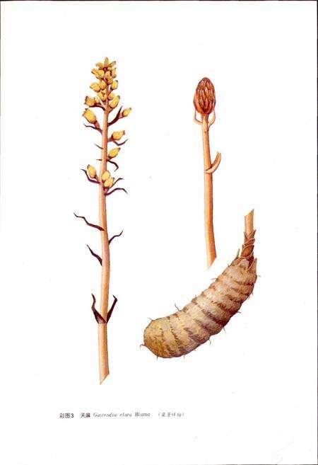 《云南中药志》.pdf_云南省志预览图5