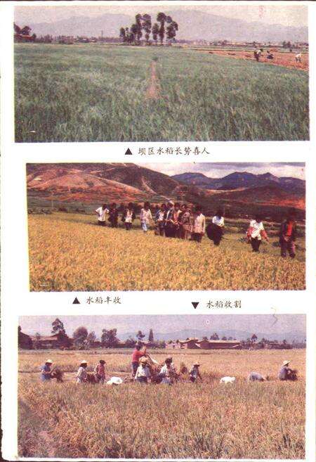 《玉溪地区农业志》.pdf_云南省志预览图4