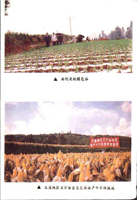 《玉溪地区农业志》.pdf_云南省志预览图5