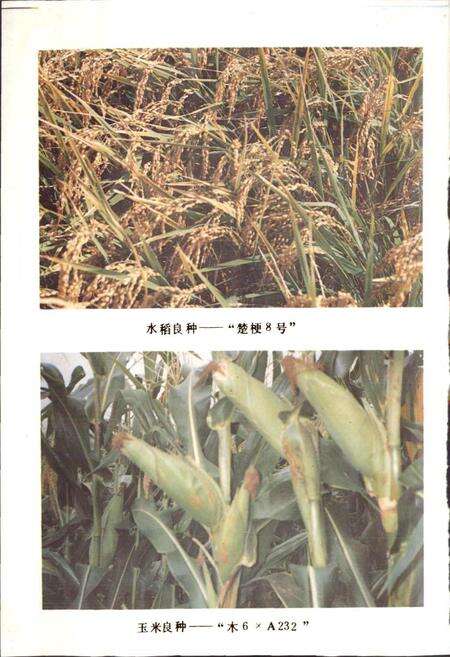 《路南彝族自治县农牧志》.pdf_云南省志预览图5
