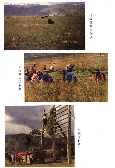 《中甸县畜牧志》.pdf_云南省志预览图3