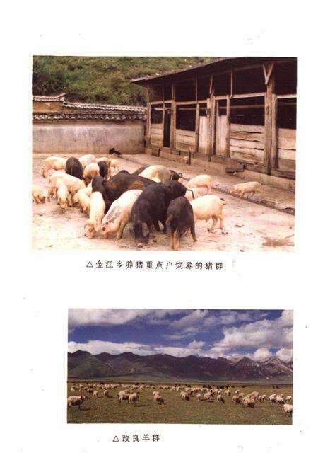 《中甸县畜牧志》.pdf_云南省志预览图4