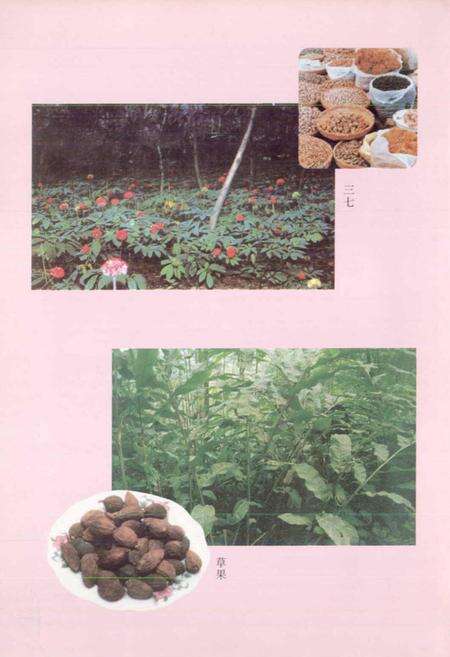 《西畴县医药志》.pdf_云南省志预览图3