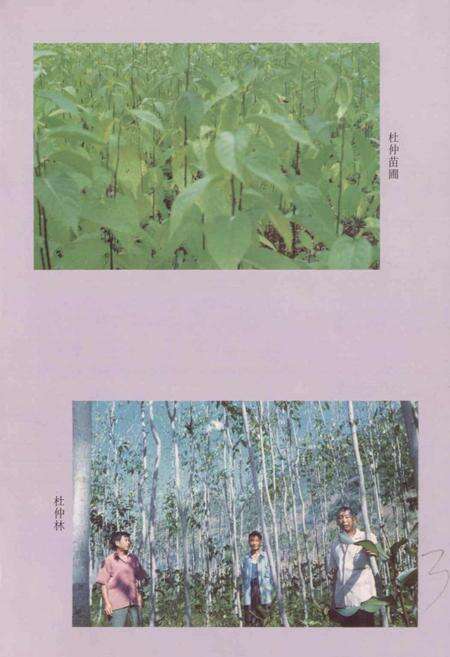 《西畴县医药志》.pdf_云南省志预览图4