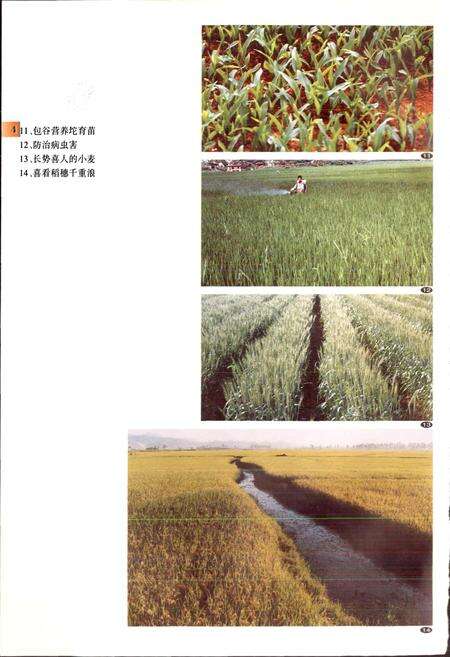 《泸西县农业志》.pdf_云南省志预览图5