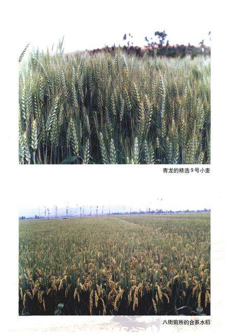 《安宁县农业志》.pdf_云南省志预览图5