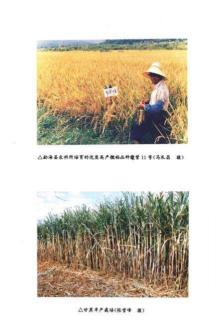 《勐海县农业志》.pdf_云南省志预览图4