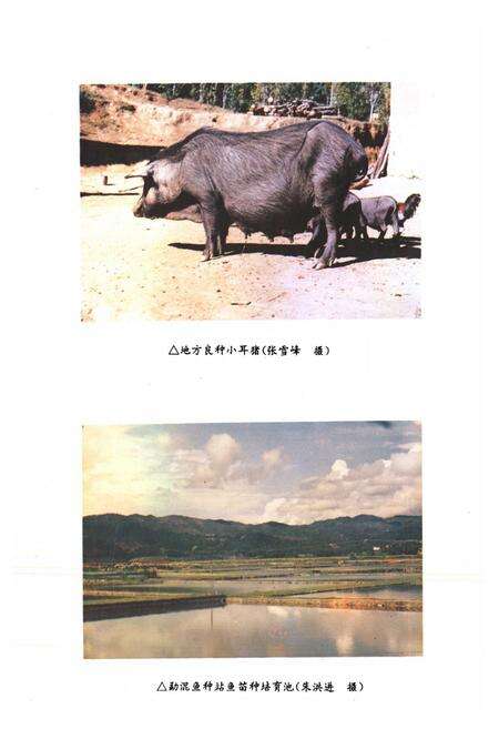 《勐海县农业志》.pdf_云南省志预览图5