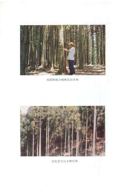 《昆明市林业志》.pdf_云南省志预览图5