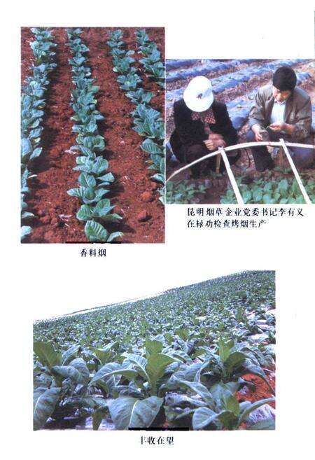 《禄劝彝族苗族自治县烟草志》.pdf_云南省志预览图4