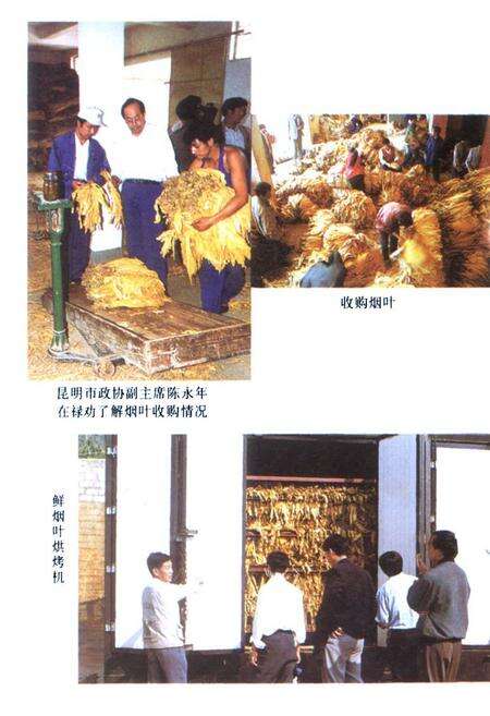 《禄劝彝族苗族自治县烟草志》.pdf_云南省志预览图5