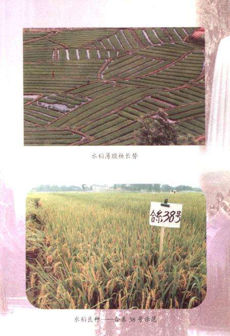 《禄劝彝族苗族自治县农业志》.pdf_云南省志预览图4