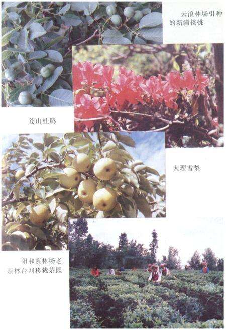 《大理市林业志》.pdf_云南省志预览图4