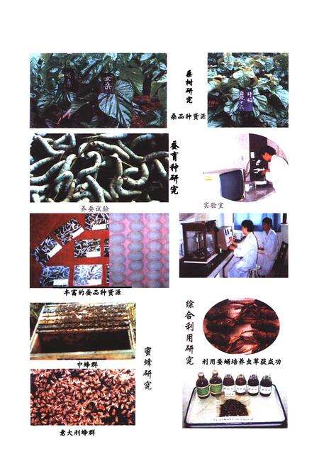 《《蚕蜂所志》》.pdf_云南省志预览图5