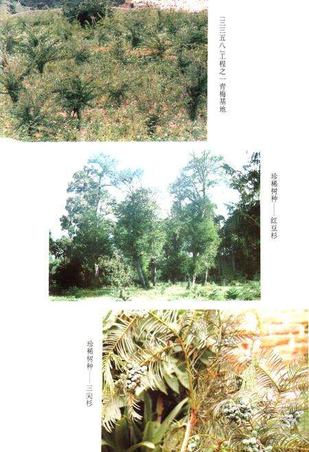 《宁蒗彝族自治县林业志》.pdf_云南省志预览图5