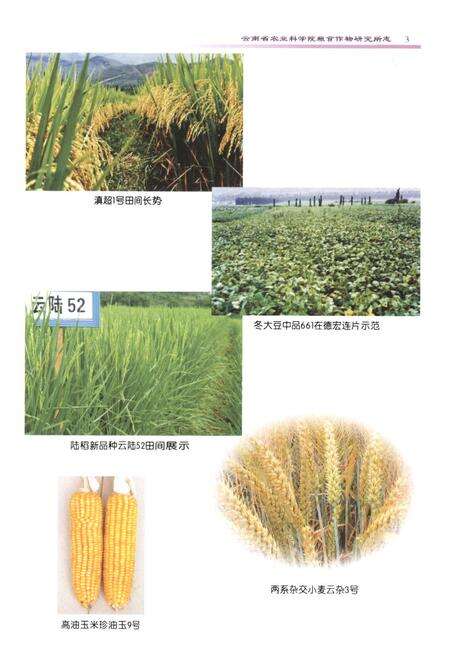 《《粮食作物研究所志(1979~2005)》》.pdf_云南省志预览图4