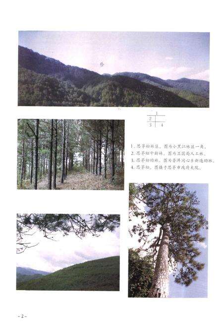 《思茅地区林业志》.pdf_云南省志预览图4