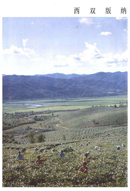 《云南省茶叶进出口公司志(1938-1990年)》.pdf_云南省志预览图3